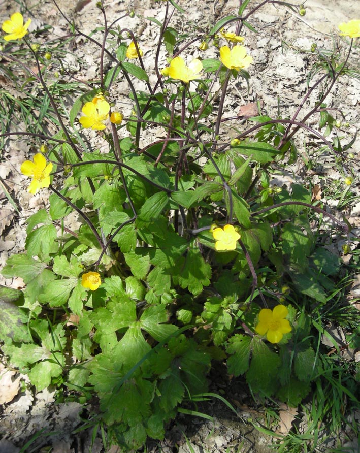 Ranunculus del gruppo bulbosus